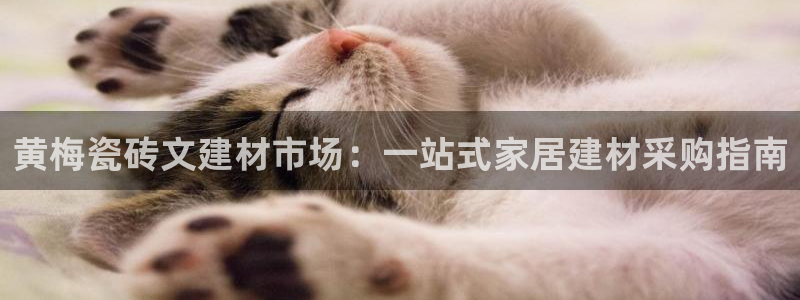杏鑫平台代理注册流程及费用
