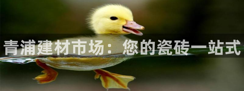 杏鑫平台野马联盟怎么样